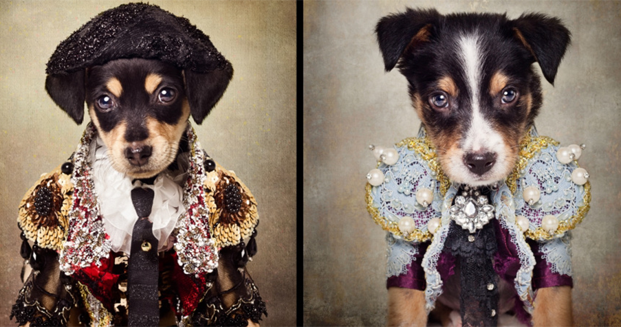 elegant fancy dog dresses Fancy Red Floral Dog Dress | Wedding | Poshdoglife.com main image 0