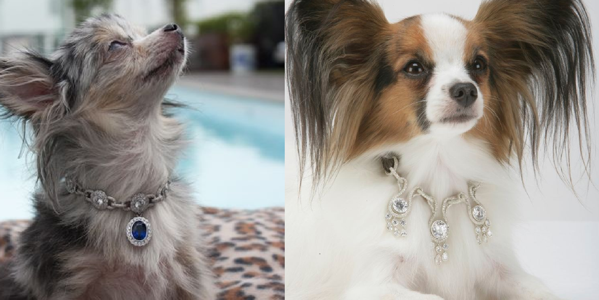 Posh Pup: The Chicest Pieces for Your Dog's Wardrobe  Louis vuitton dog  collar, Baxter dog, Designer dog collars