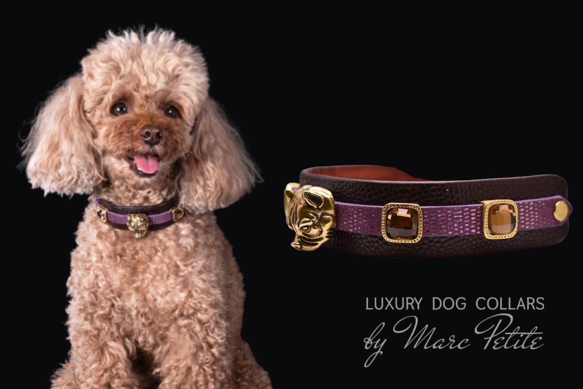 Toy dog leashes and collars new arrivals