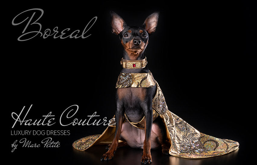 Gold Dog Dress - Boreal - Canine Haute Couture M Gold Dog Dress - Boreal - Canine Haute Couture M