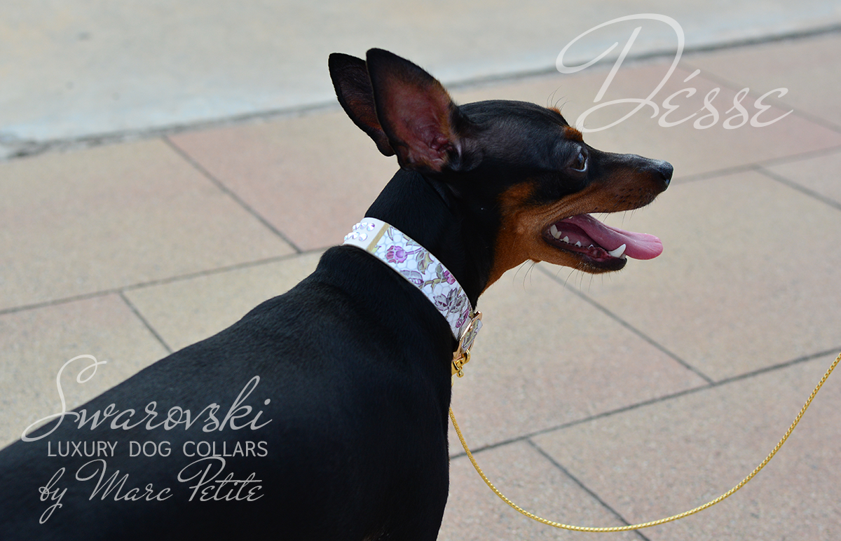 Designer Dog Collars