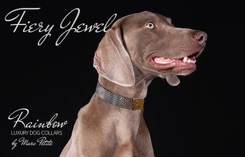 Jewelled Dog Collars by Marc Petite