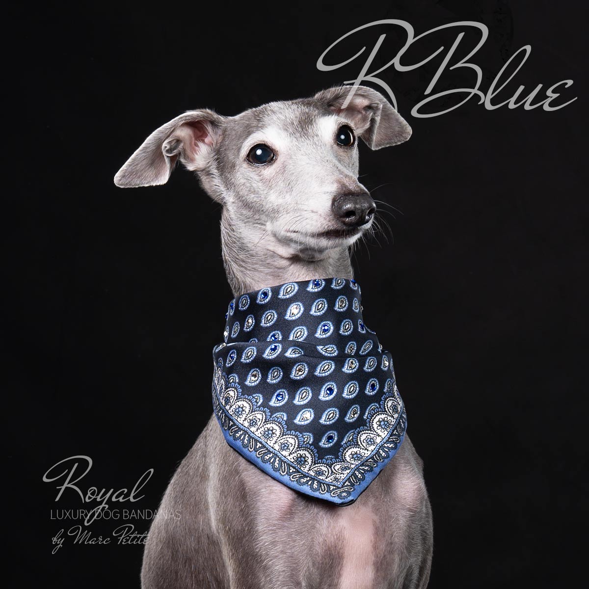 RBlue - Swarovski Dog Bandana – Marc Petite