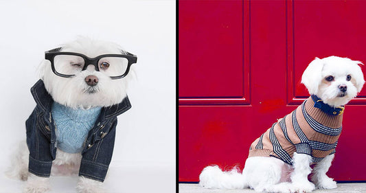 Dog fashion & Designer Dog Clothes