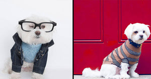 Romean Black - Luxury Dog Collar & Matching Leash – Marc Petite