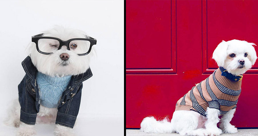 Dog fashion & Designer Dog Clothes – TOP 20+ BRANDS [2023 UPDATED