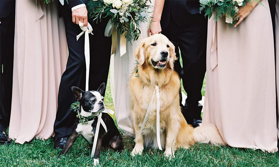 15 meilleures idées de mariage de chiens pour inclure votre chien dans votre mariage 