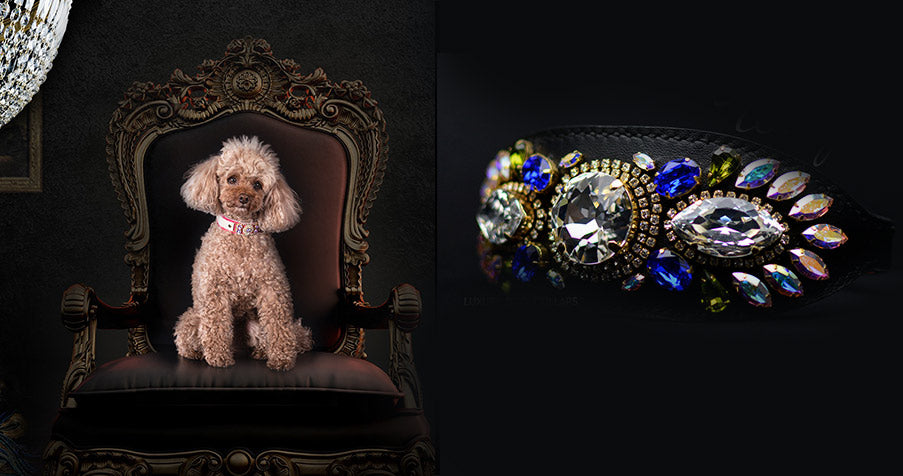 Découvrez le glamour : explorer les types de colliers pour chiens avec bijoux