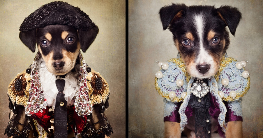 Canine Couture : les robes les plus luxueuses jamais conçues pour les chiens