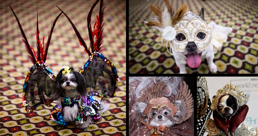Dog Fashion Shows