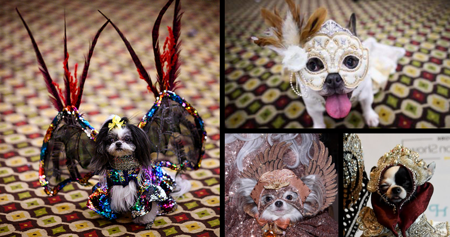 Dog Fashion Shows: what, where and why