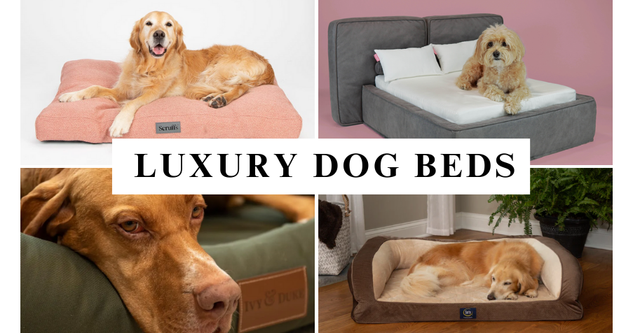 The best luxury dog accessories - Sloane Street