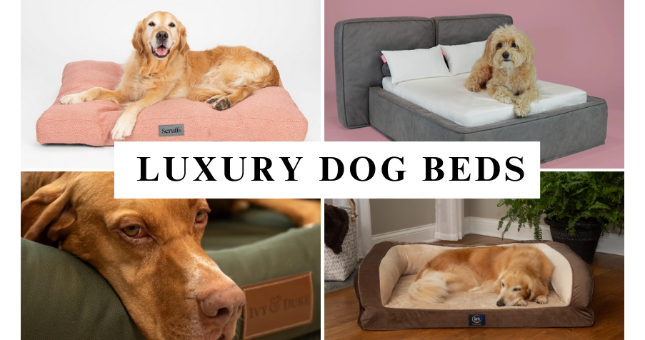 Best Luxury dog beds Top 8 Brands Marc Petite