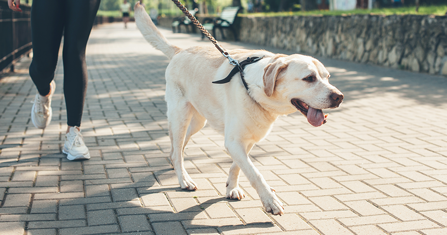 The Guide to Professional Pet Sitting