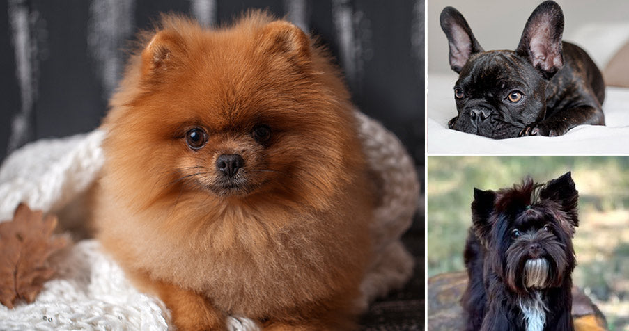 Top Luxury Dog Breeders & Popular Breeds in the United States