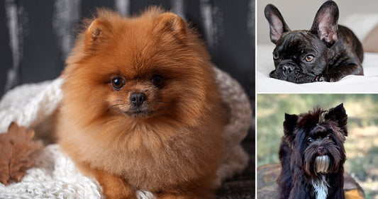 Top Luxury Dog Breeders & Popular Breeds in the United States