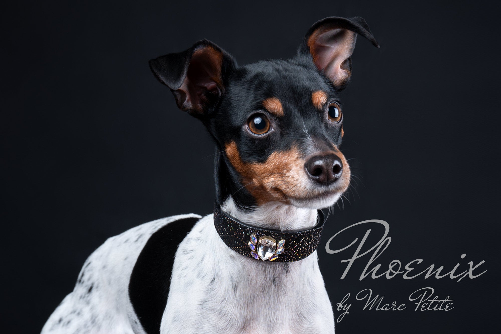 Phoenix Dog Collars 