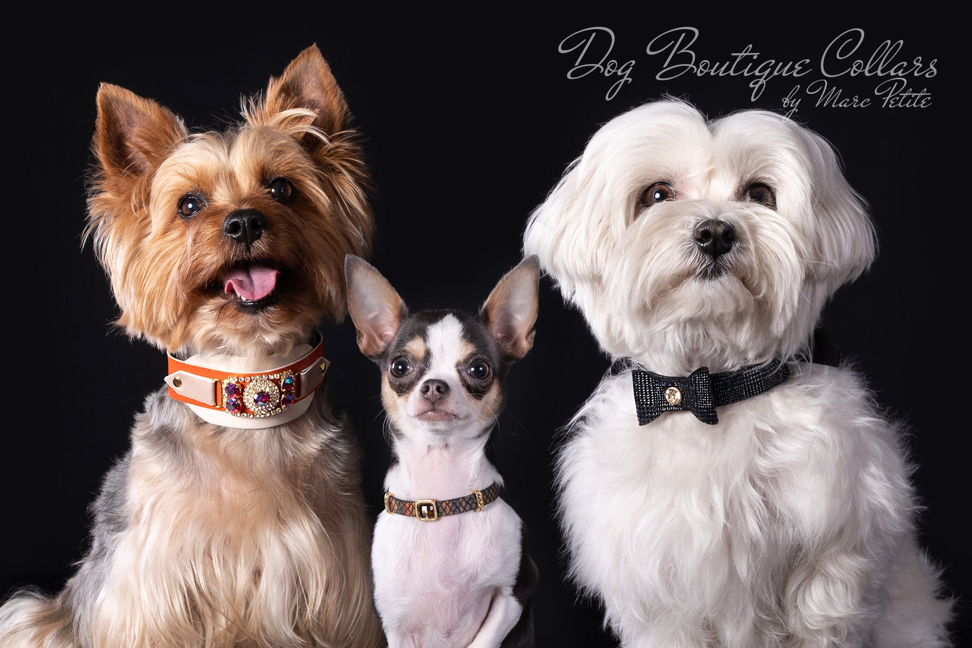luxury dog boutique collars and leashes