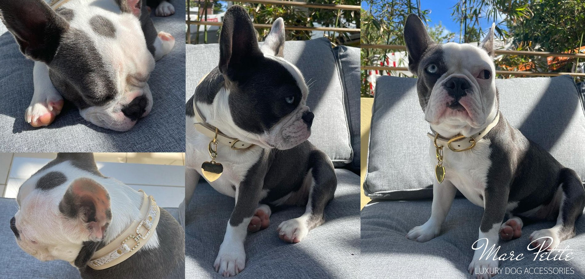 French Bulldog Collars