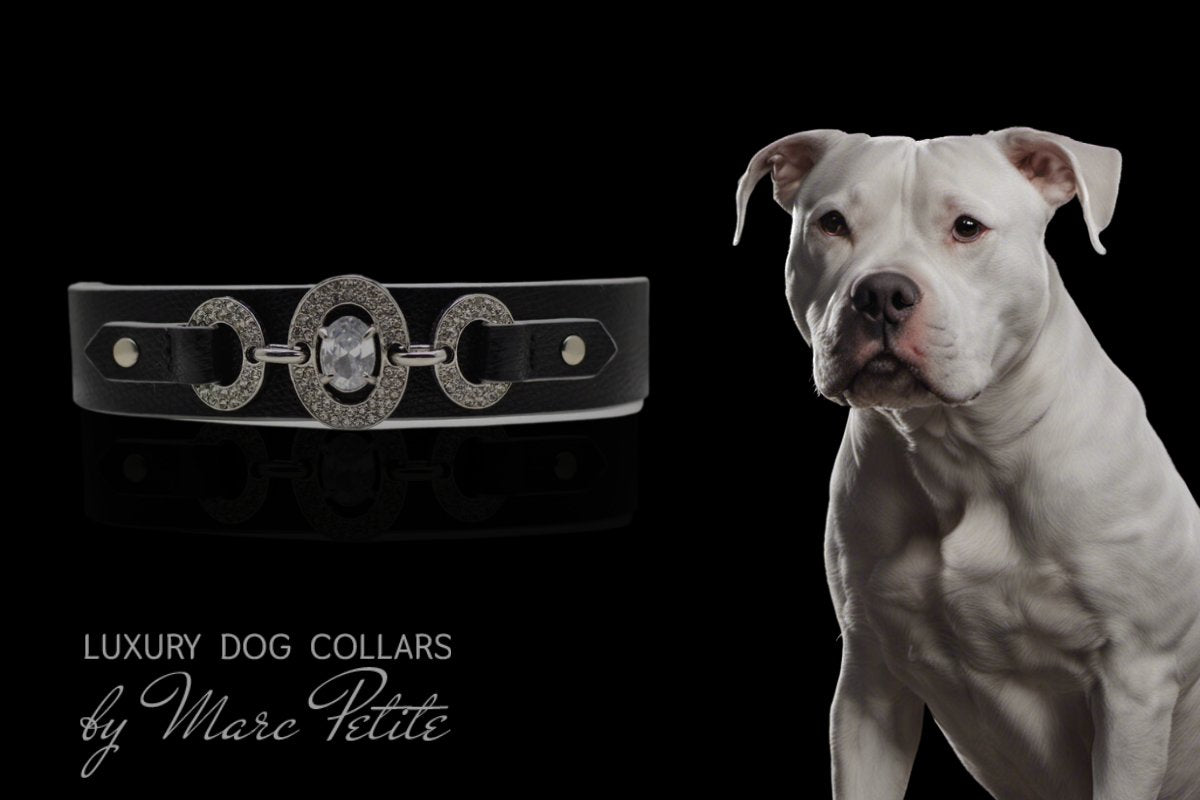 American Pitbull Terrier Collars and Leashes - Marc Petite