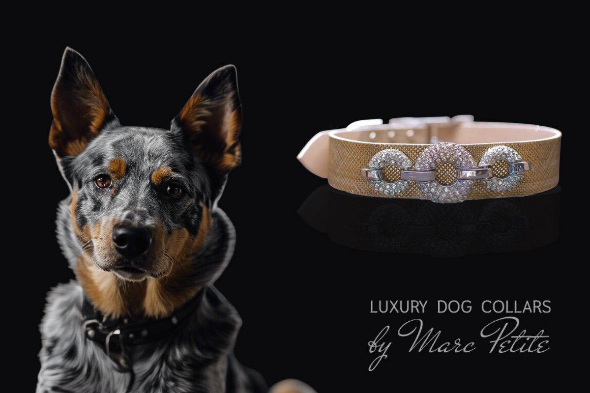 Australian Cattle Dog Collar