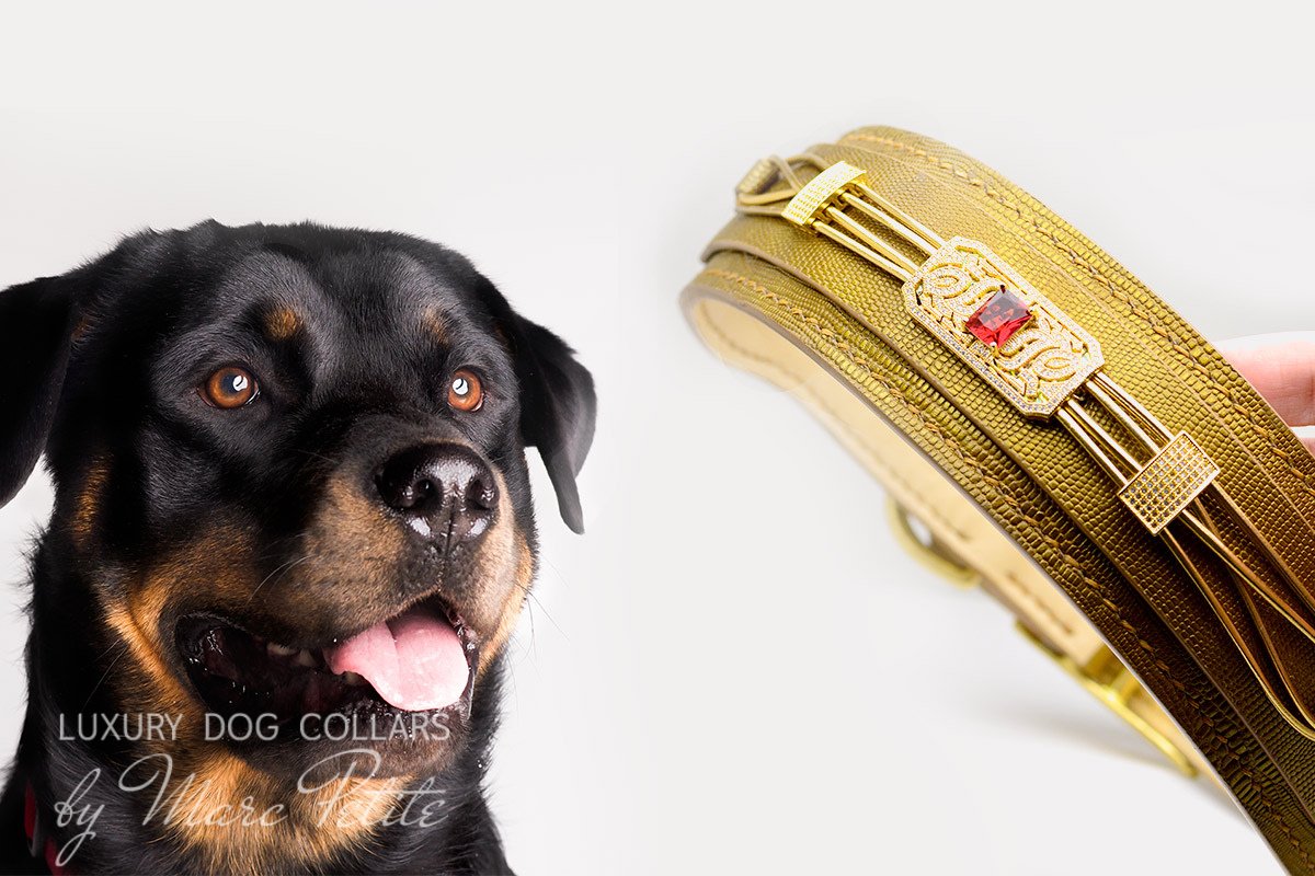 Rottweiler dog collars