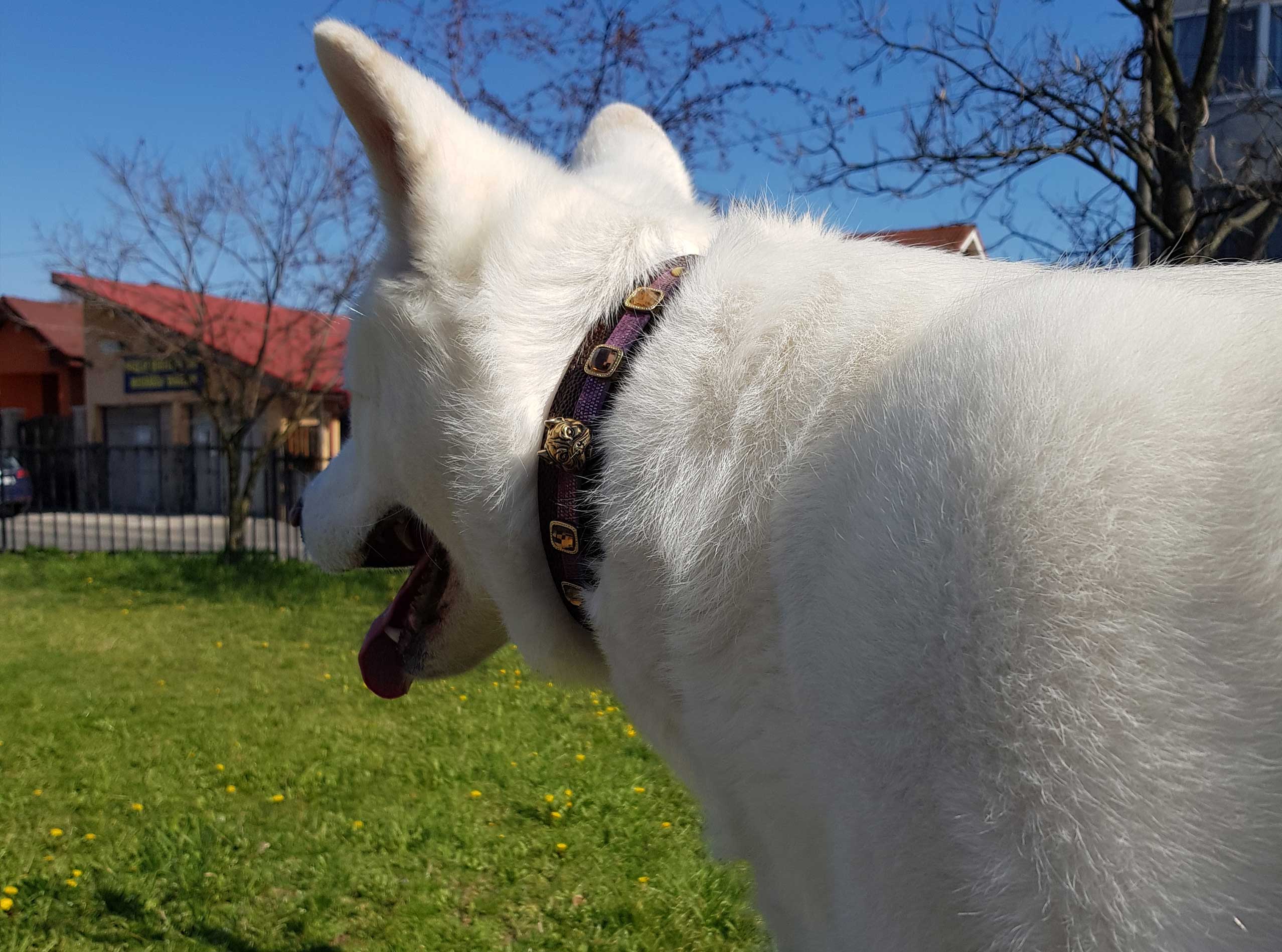 Siberian Husky Collars - Marc Petite