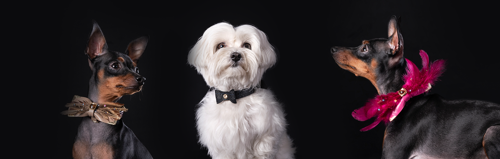 Designer Luxury Dog Bow Tie - Marc Petite