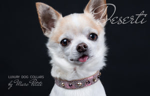 Boutique Dog Collar