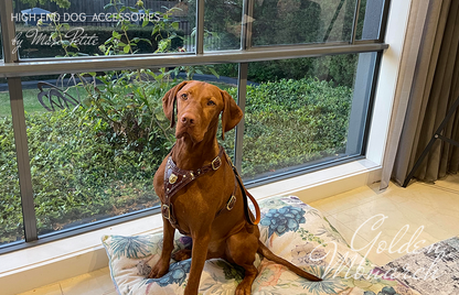 Golden Monarch Dog Harness & Leash