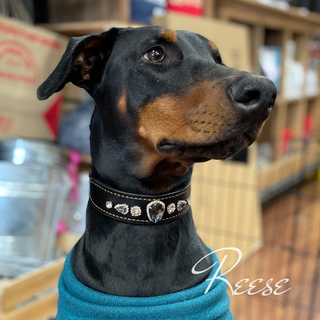 Parker' Designer Dog Collar - ( 5/8 + 3/4 Width only)