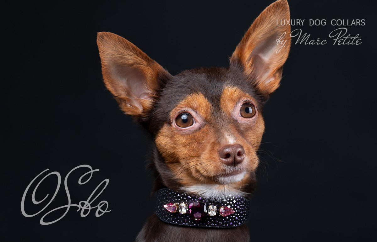 Swarovski Dog Collar