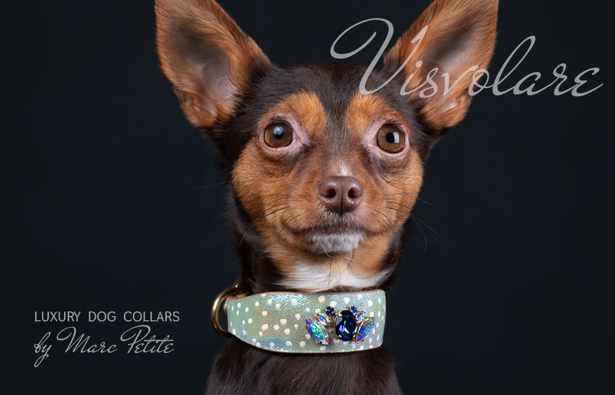 Designer Dog Collar