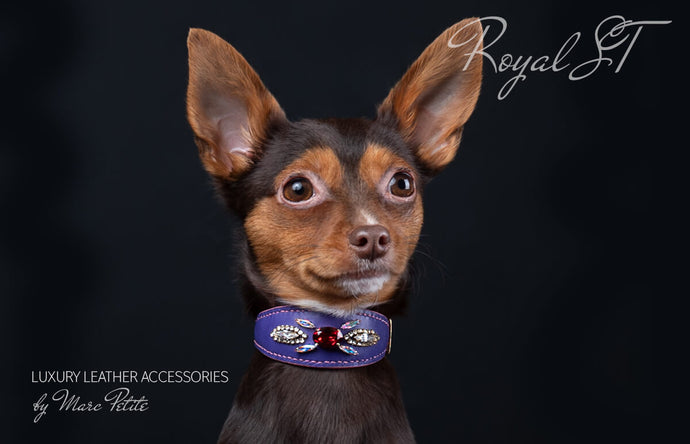 Royal Dog Collar with Swarovski in purple leather