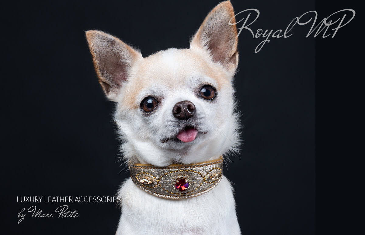 Royal - Swarovski Dog Collar - Chihuahua
