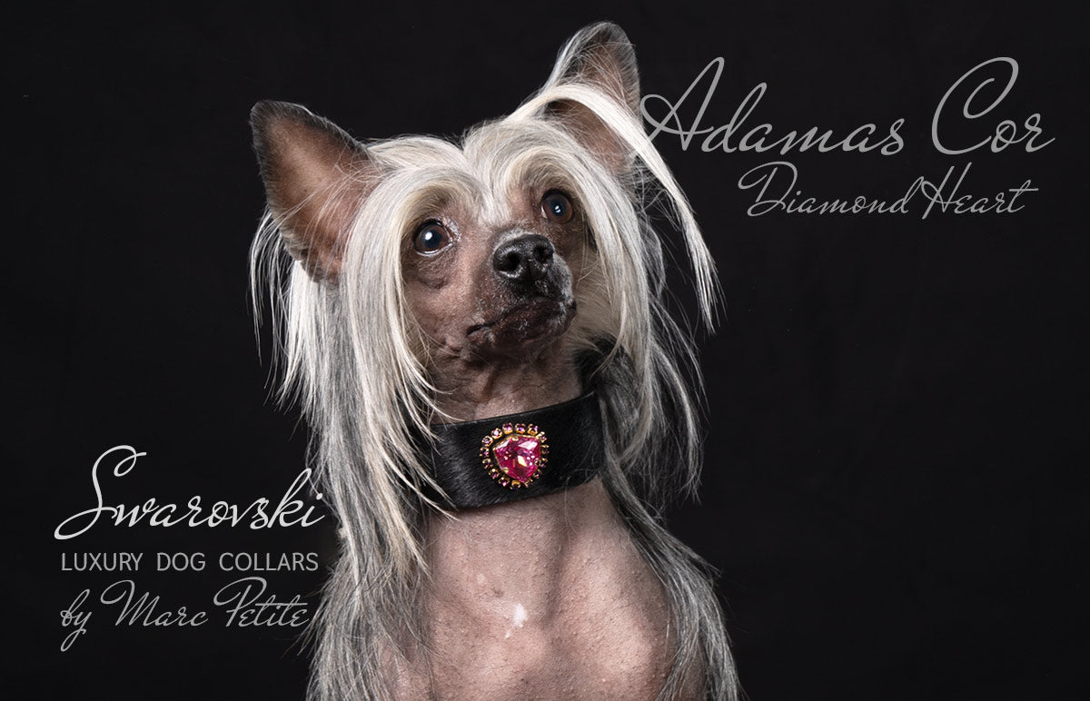 Designer & luxury dog collar by Marc Petite