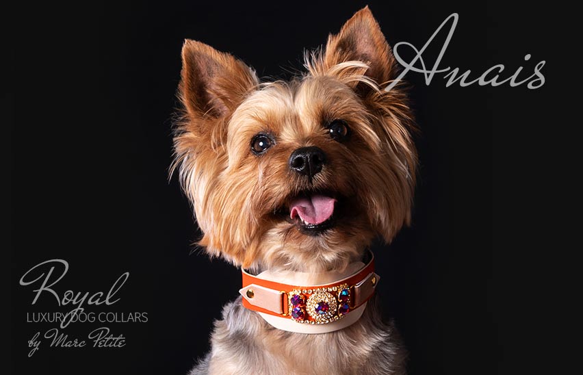 Luxury Dog Collar for Yorkies