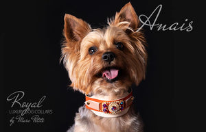 Luxury Dog Collar for Yorkies
