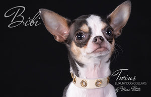 Chihuahua collars
