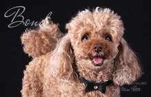 Load image into Gallery viewer, Toy Poodle collars