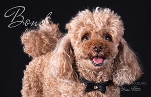 Toy Poodle collars