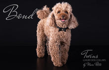 Load image into Gallery viewer, Poodle designer collars