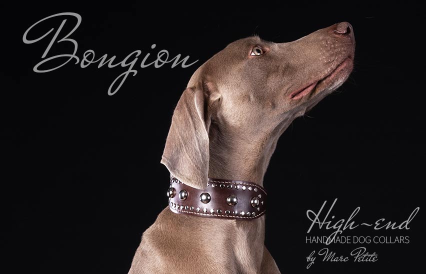Designer Dog Collars