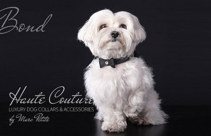 Designer Dog Collar for Maltese