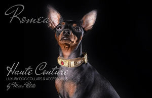 Royal Haute Couture Gold Dog Collar