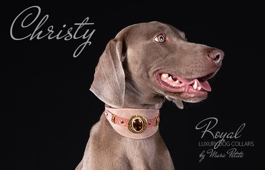 Designer Dog Collar - weimaraner