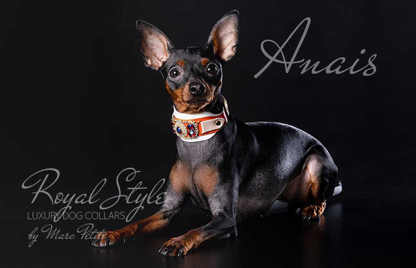 Luxury Dog Collar for toy pincher
