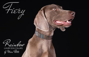 Weimaraner Designer Dog Collar