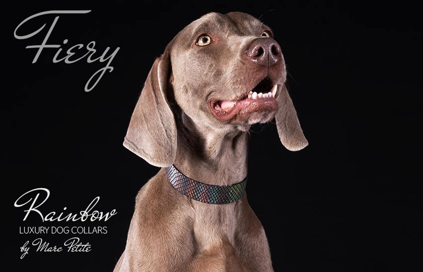 Exclusive rainbow dog collar