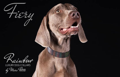 Exclusive rainbow dog collar